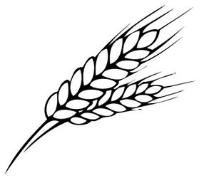 300x250 Wheat Drawing Free Download