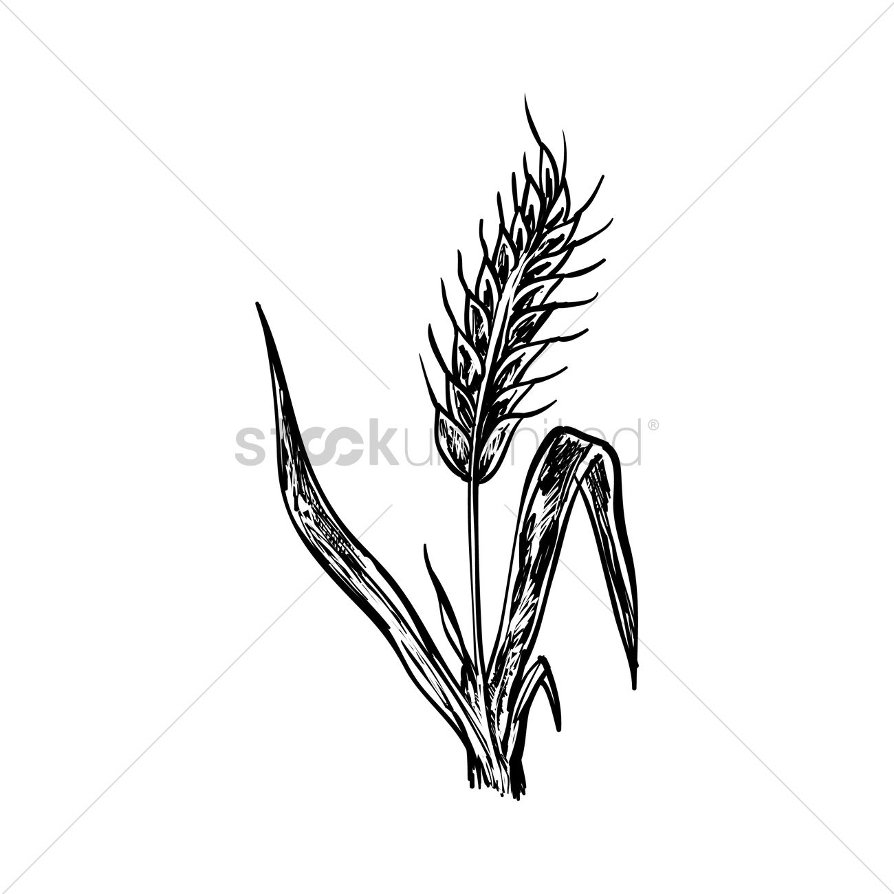 1300x1300 Wheat Stalk Vector Image