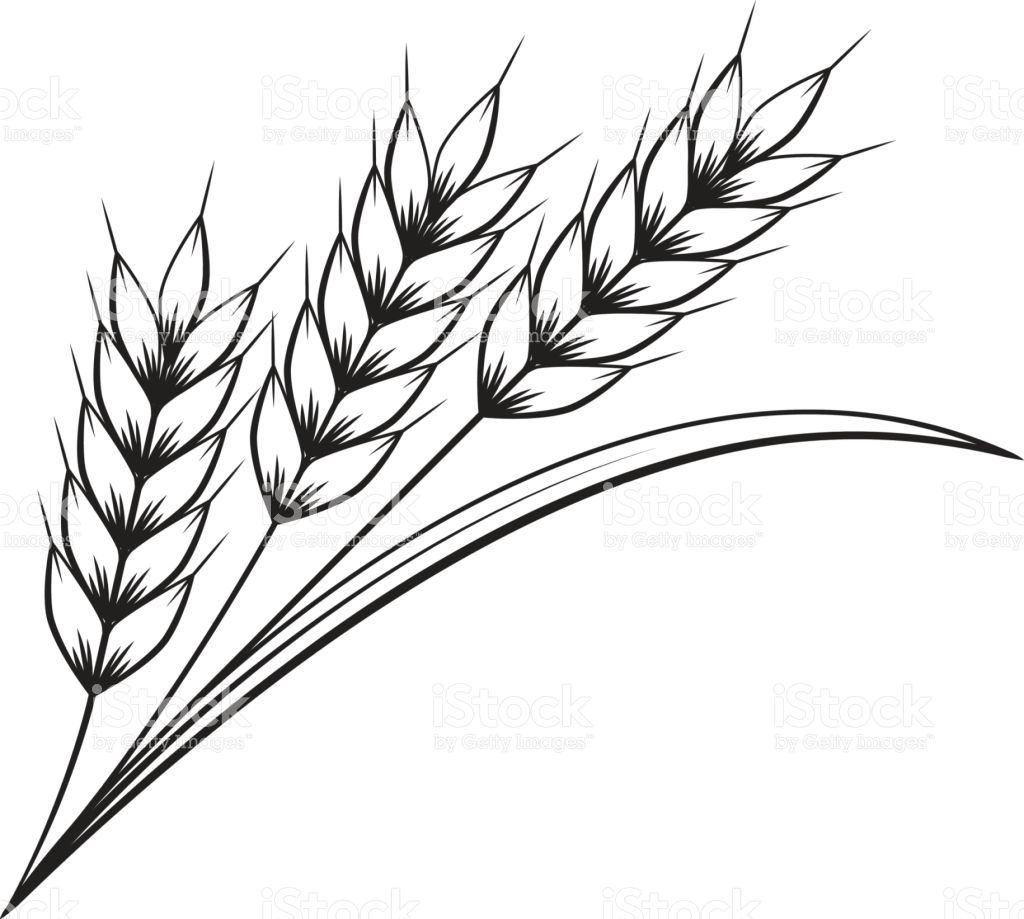 1024x919 Wheat Drawing Line For Free Download