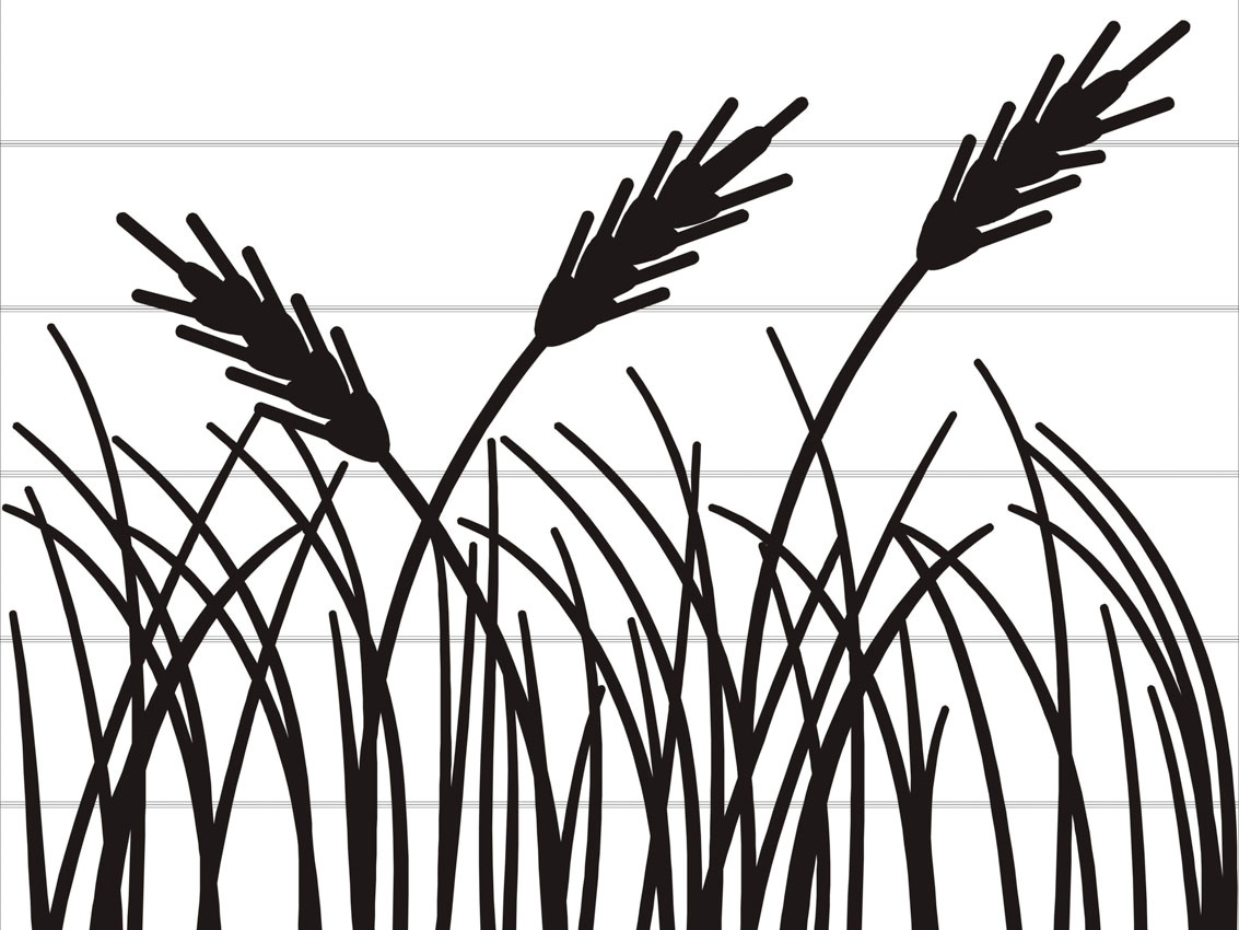 1133x850 Wheat Drawing Palay For Free Download