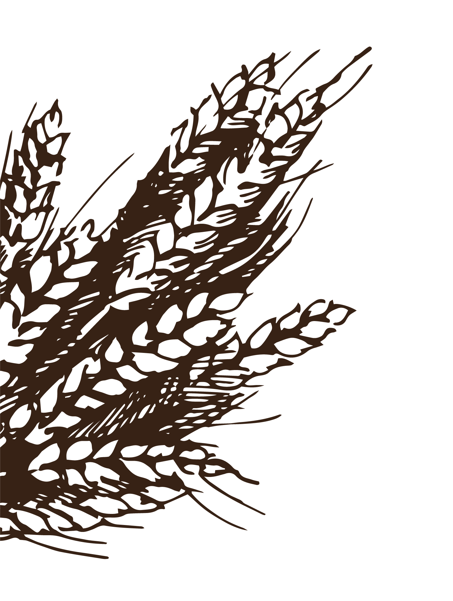 1509x2001 Collection Of Free Wheat Drawing Simple Download On Ui Ex