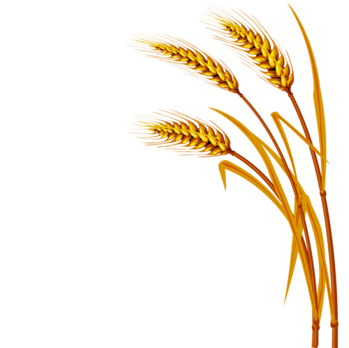 500x498 oats drawing rye field frames illustrations hd images