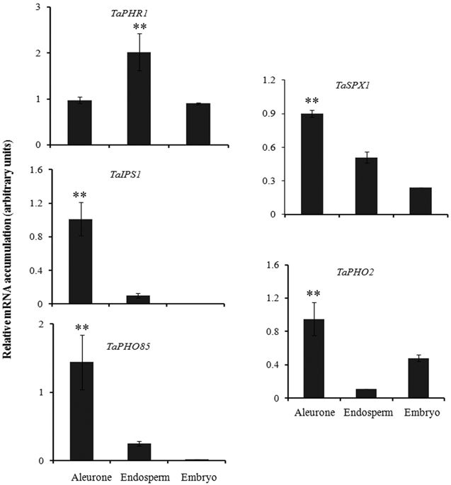 637x685 tissue specific transcript profiling of wheat phosphate