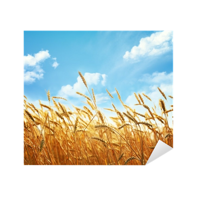 400x400 Wheat Field Wallpapers