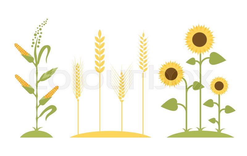 800x506 Wheat Field Sunflower Icon Cartoon Stock Vector Colourbox