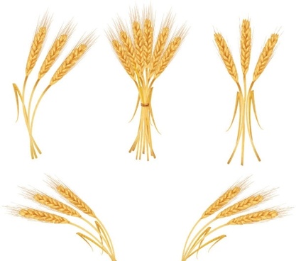 417x368 Wheat Free Vector Download