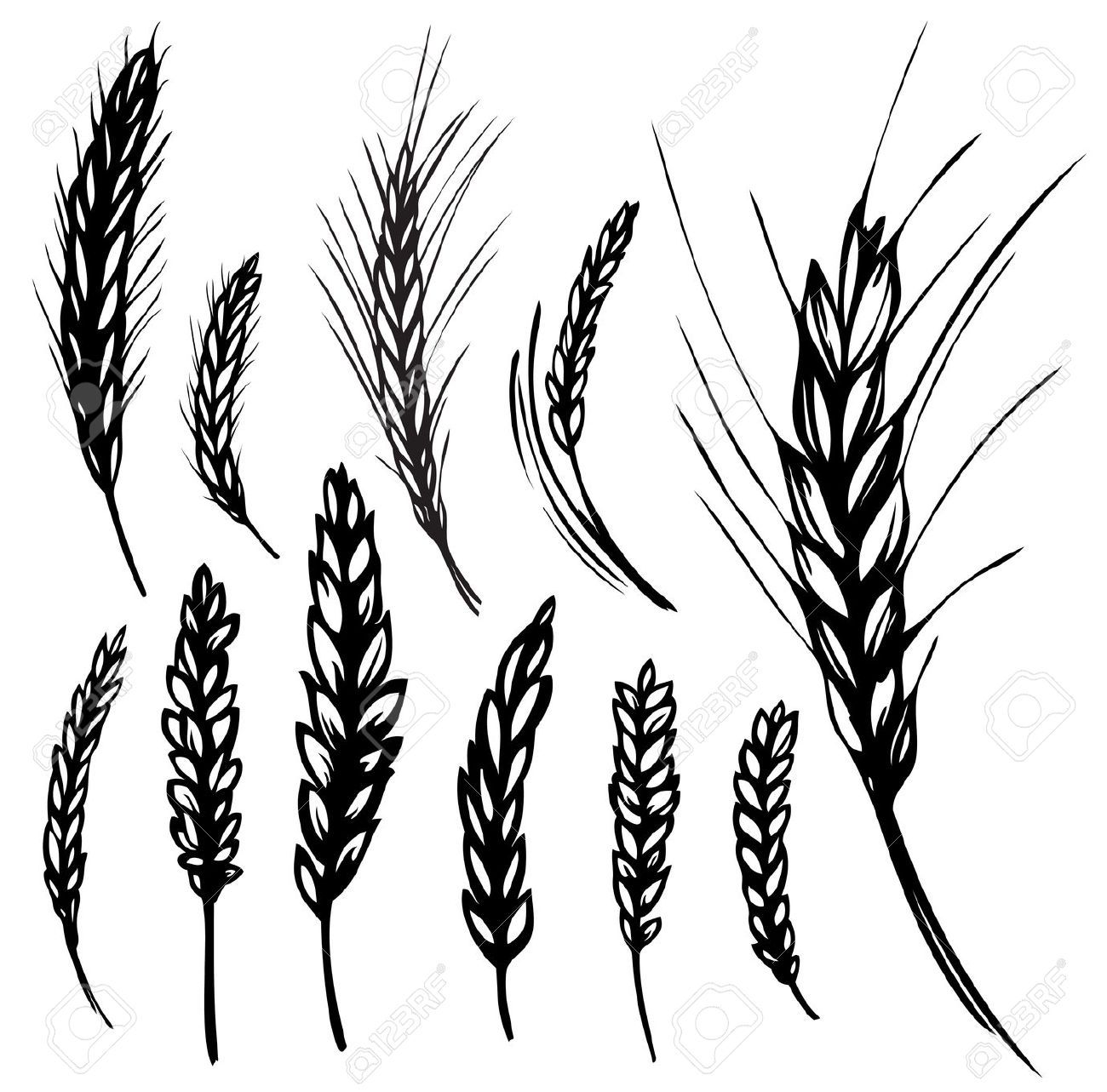 1300x1283 Grain Drawing Wheat For Free Download