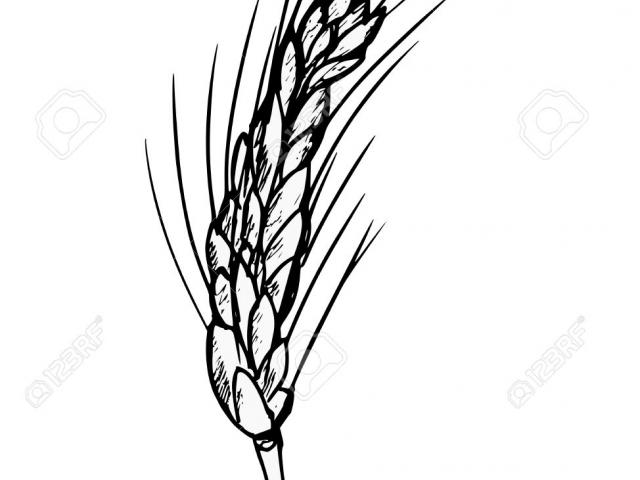 640x480 Free Drawn Wheat, Download Free Clip Art