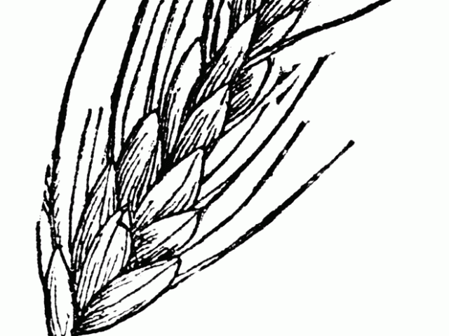 640x480 Free Wheat Clipart, Download Free Clip Art
