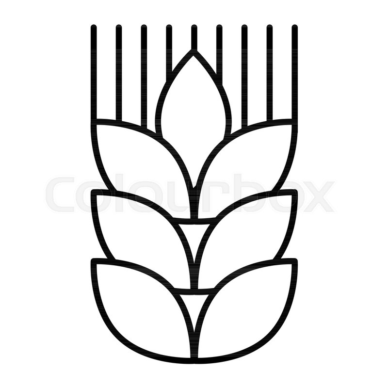 800x800 Wheat Ear Thin Line Icon Agriculture Stock Vector Colourbox