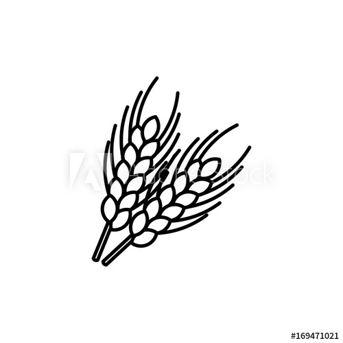 500x500 wheat ears thin line vector icon isolated wheat agriculture