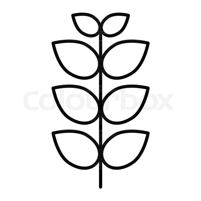 800x800 Wheat Thin Line Icon Agriculture Stock Vector Colourbox