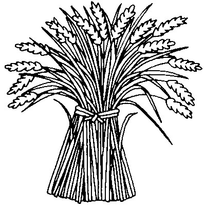 397x406 Collection Of Free Wheat Drawing Line Art Download On Ui Ex