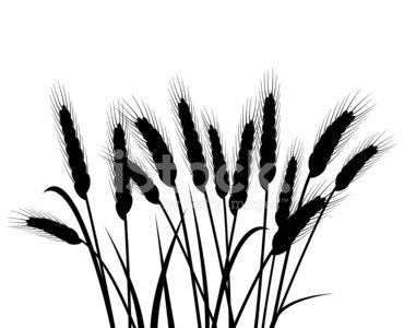 370x300 Bunch Of Vector Wheat Ears Stock Vectors