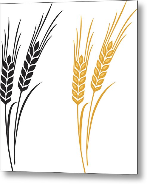 Wheat Plant Drawing | Free download on ClipArtMag