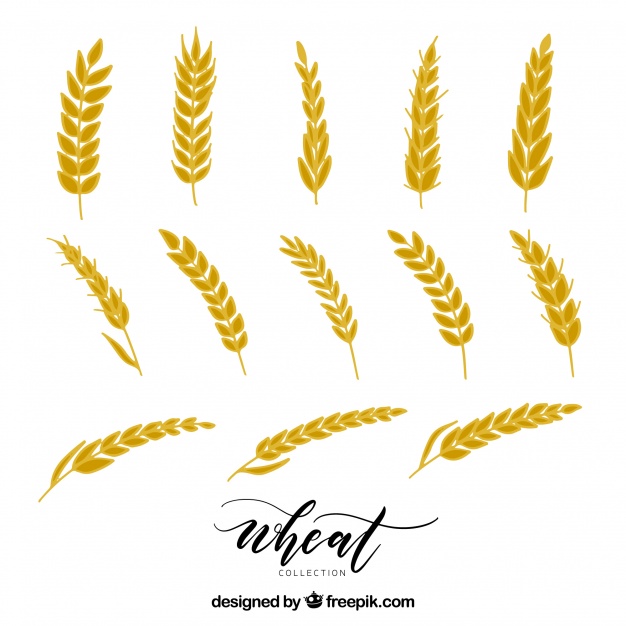 626x626 Free Download Hand Drawn Wheat Collection