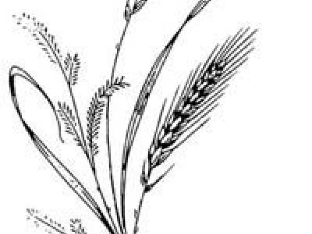 640x480 Free Drawn Wheat, Download Free Clip Art