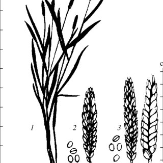 320x320 Inheritance Of Grain Shape In F Hybrids Of Common Wheat With T