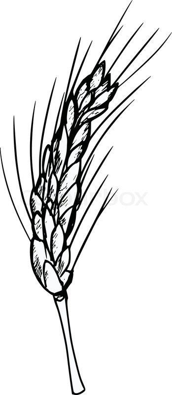 349x800 Plant Black And White Wheat Clipart