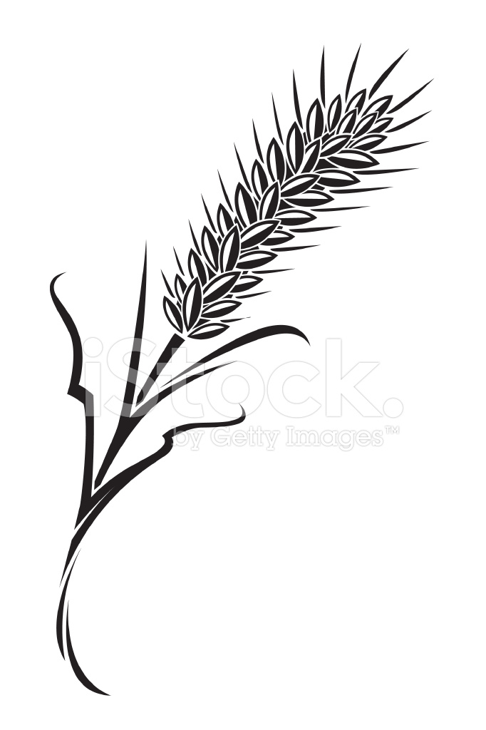 682x1024 Wheat Stock Vector