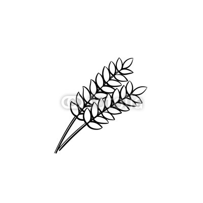 400x400 Wheat Ears Vector Hand Drawn Outline Doodle Icon Ripe Ears