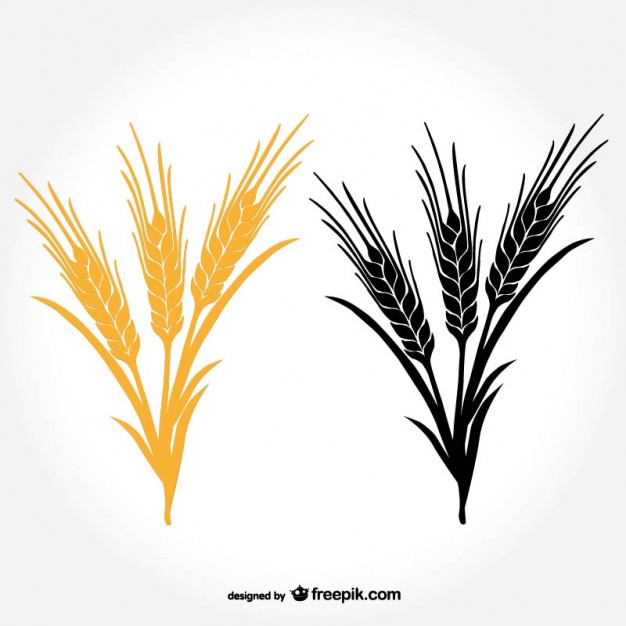 626x626 barley vectors, photos and free download