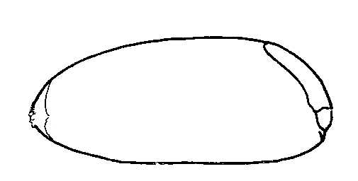 505x256 Biological Drawing Wheat Grain Resources For Biology Teachers