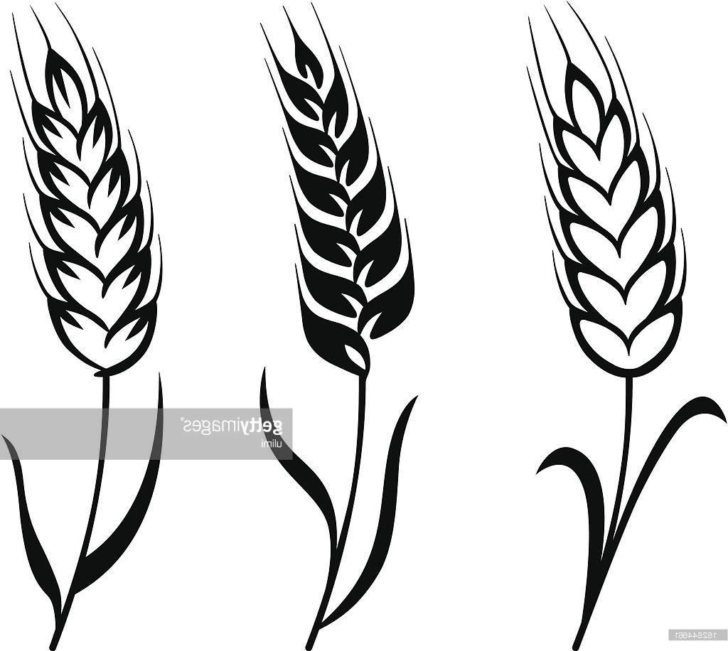 Wheat Stalk Drawing
