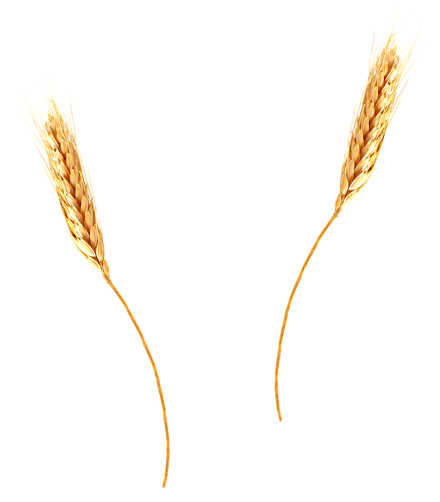 631x720 Collection Of Free Wheat Vector Stalk Download On Ui Ex