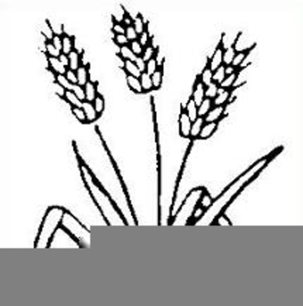 594x600 free clipart of wheat stalks free images
