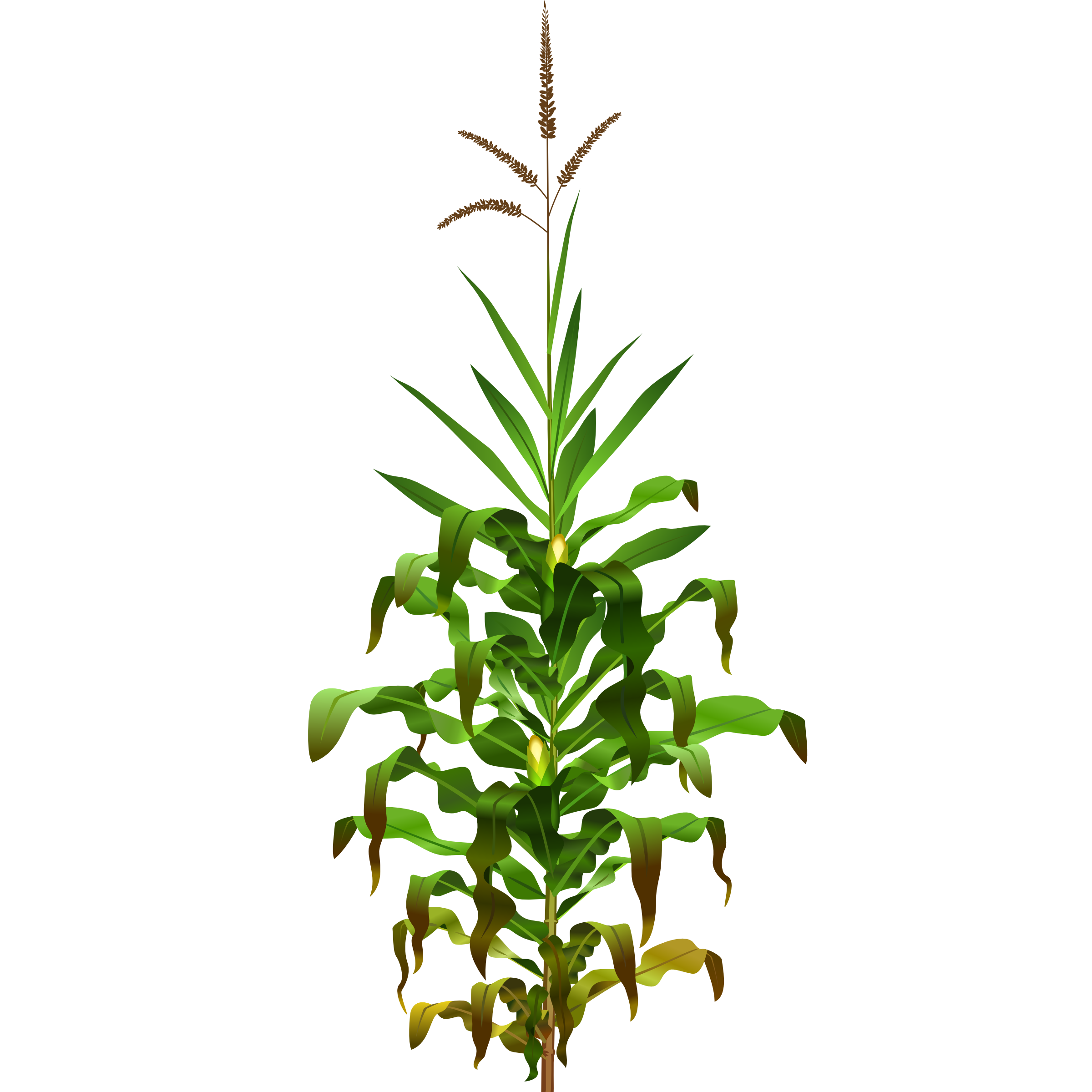 2400x2400 Vegetation Drawing Field Wheat Transparent Png Clipart Free