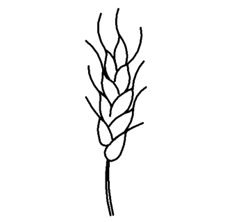 334x320 Wheat Stalk Large