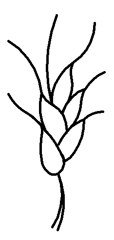 234x493 Wheat Stalk Small