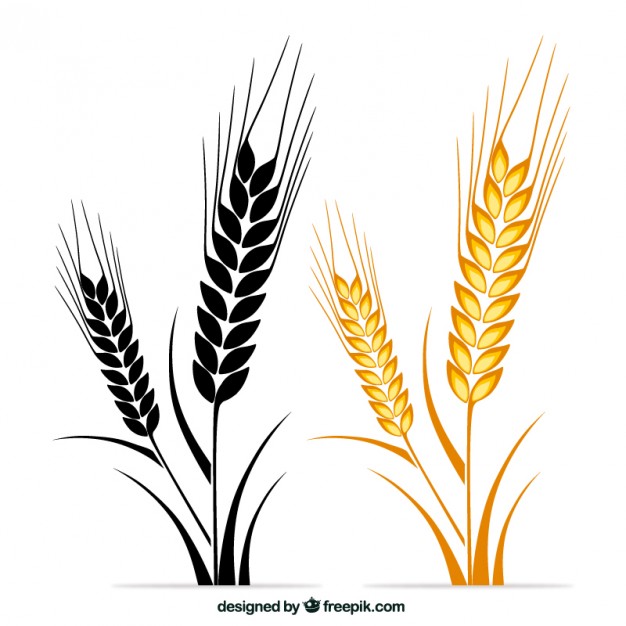626x626 Wheat Vectors, Photos And Free Download
