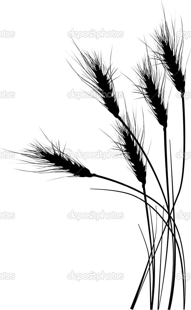 631x1023 Wheat Tattoo Want With Pretty Bow And More Wheat In A Bundle