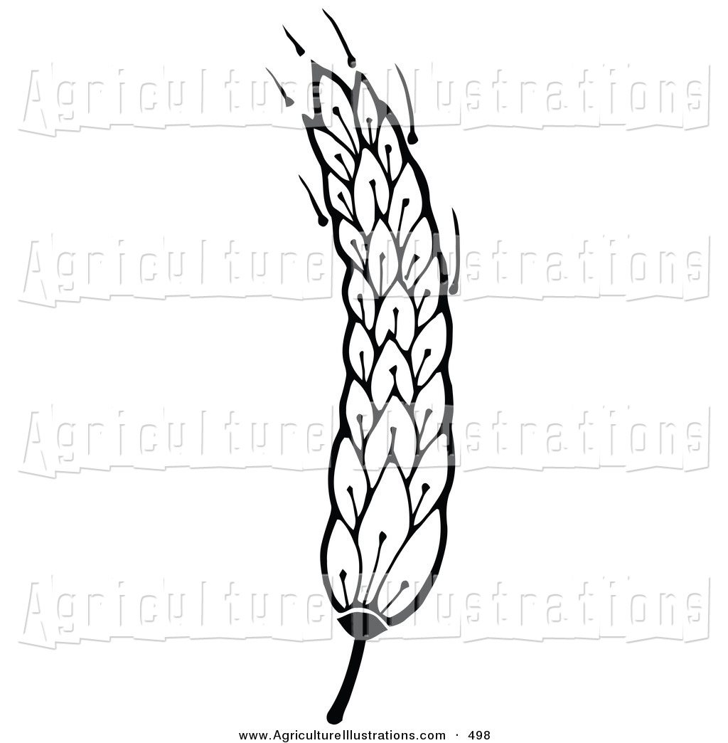 1024x1044 Agriculture Clipart Of A Single Head Of Wheat On The Stem, Waving