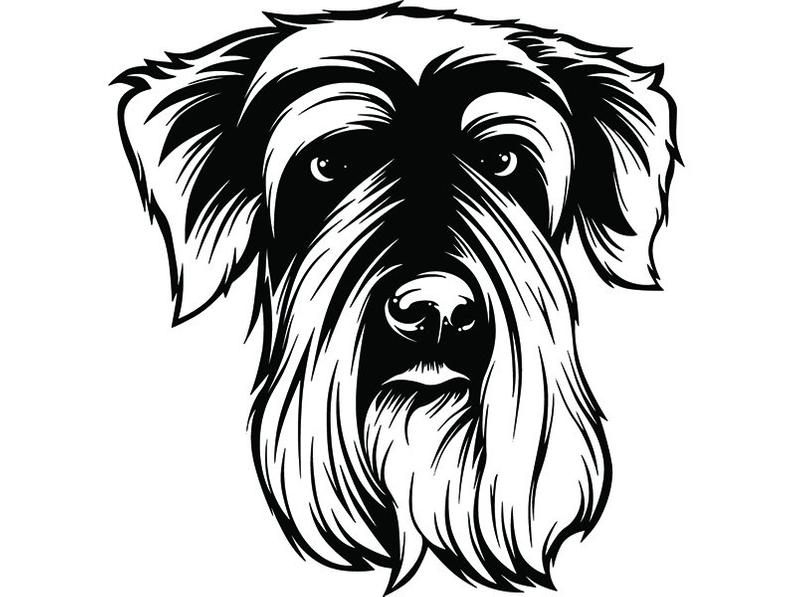 794x597 soft coated wheaten puppy dog breed pedigree canine k etsy