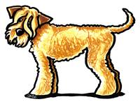 200x149 Stunning Soft Coated Wheaten Terrier Drawings And Illustrations