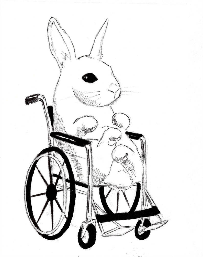794x1007 Bunny In Wheelchairfor No Reason