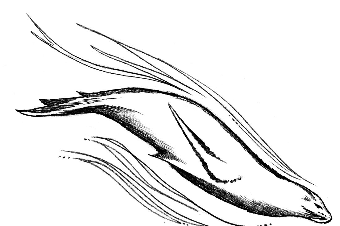 1100x733 Where The Wild Things Are Seattle Met