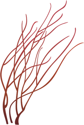 270x400 Gorgonian Sea Whip