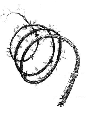 365x488 Vine Whip Weapon Dnd Items Familiars Fantasy Weapons