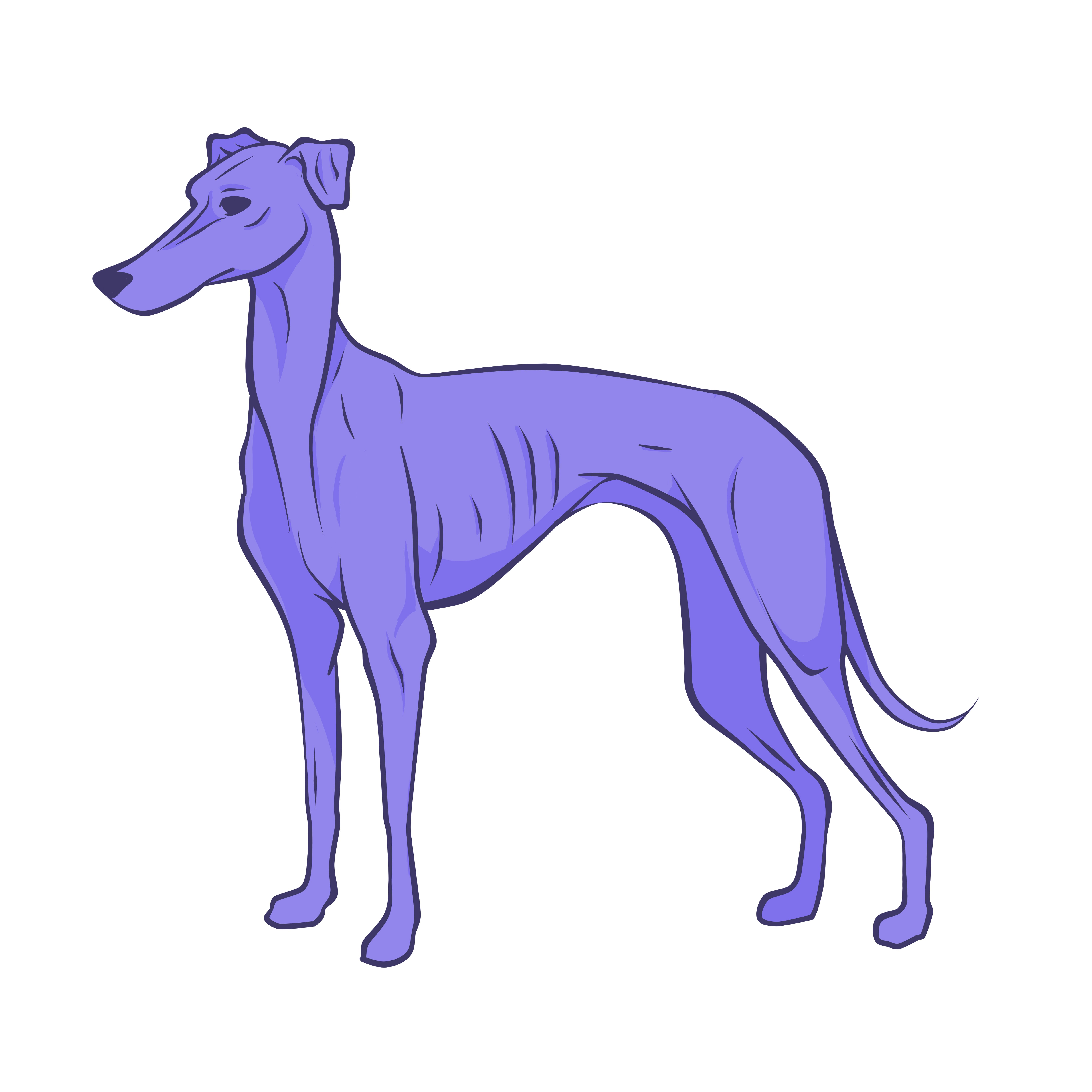 6000x6000 Hi! I Started Drawing Pictures Of Greyhounds, But I Can't Find Any