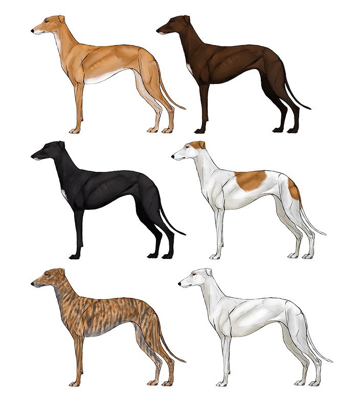 700x770 How To Draw Dogs Monika Zagrobelna Art In Dog Paintings