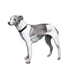 250x260 whippet