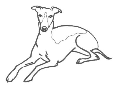 400x296 whippet coloring pages