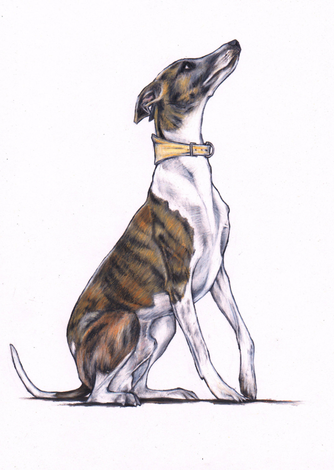 1066x1500 whippet print whippet art print from original colour pencil etsy