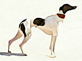 285x212 whippet drawing