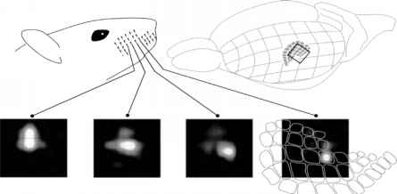 445x218 Evidence From Learning With The Whiskers