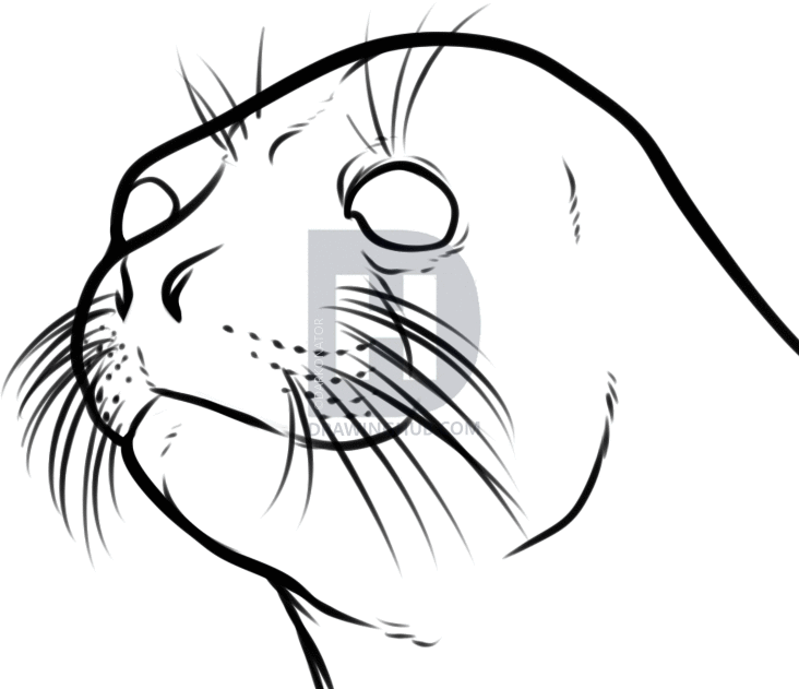 732x631 How To Draw A Seal Head, Step